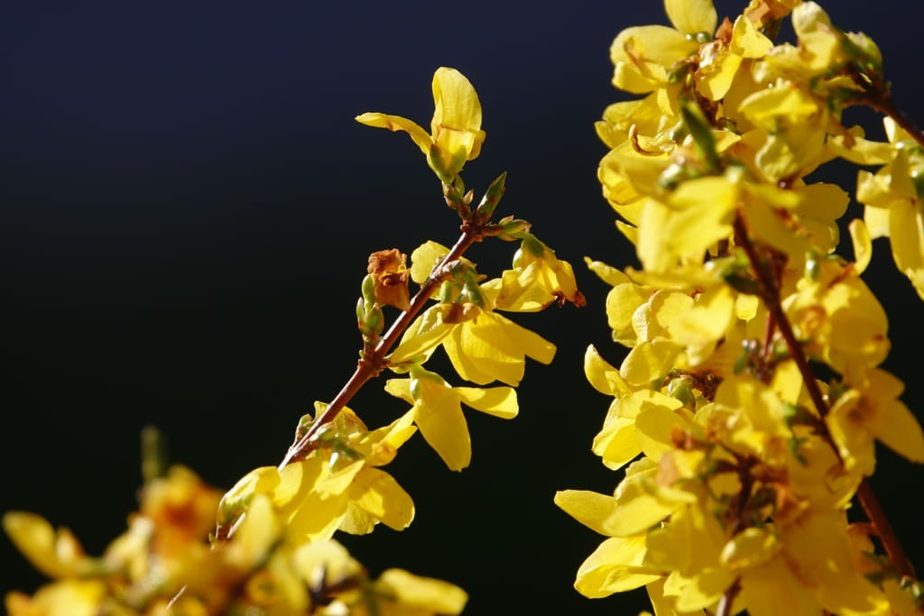 20230401_085019_DSC00619